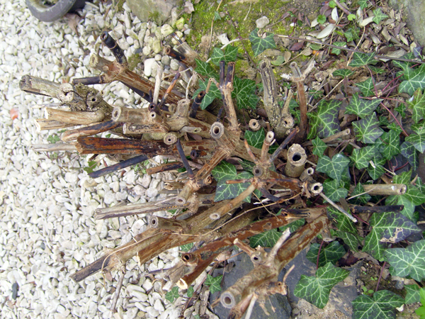 Arbre_aux_faisans_Leycesteria_formosa.jpg