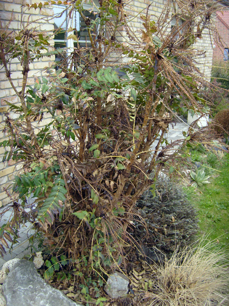 mahonia.jpg