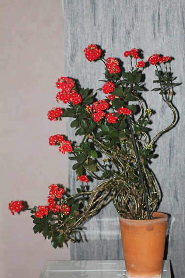 Kalanchoé A.JPG