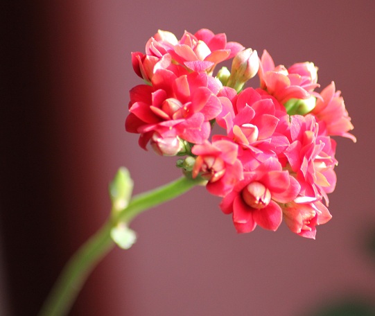 Kalanchoé.JPG
