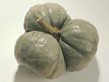courge-tristar.jpg