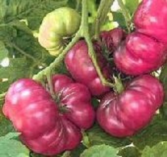 Purple_Calabash_Tomato_Seeds.jpg