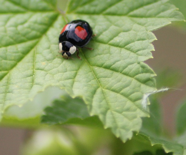 insect 033.JPG