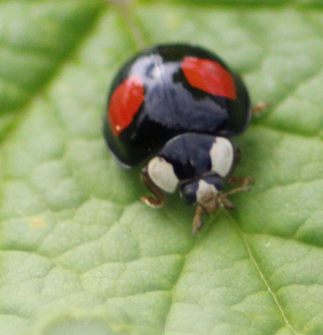 insect 034.JPG