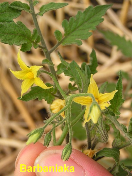 Fleur de Barbaniaka