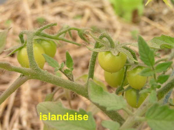 Fruit en formation sur islandaise