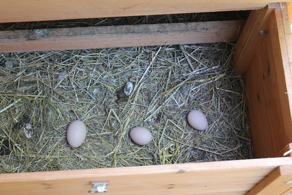 Oeufs 1305.JPG
