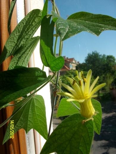 citrina2.jpg