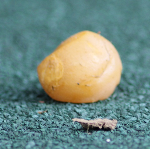 Oeuf sans coque.JPG