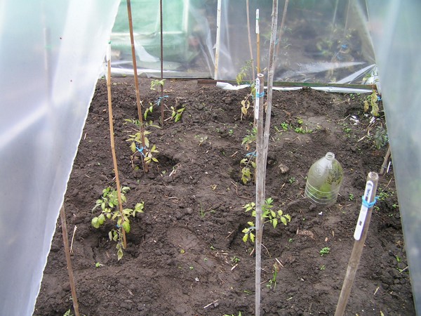Abri à tomates
