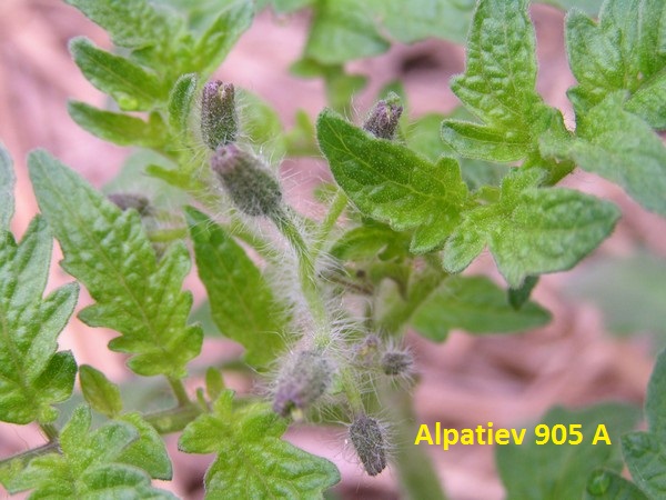 Alpatiev 905 A