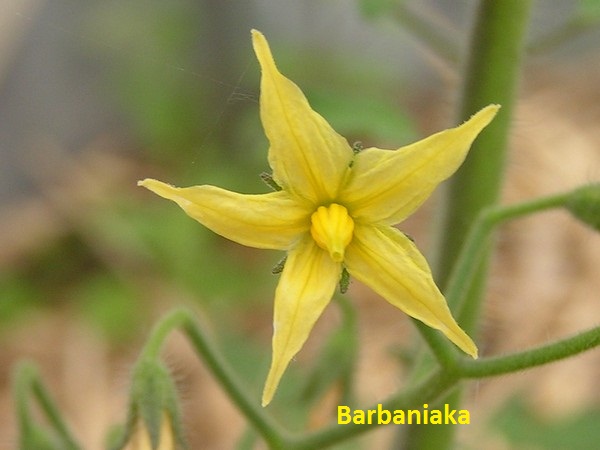 Barbaniaka