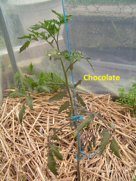 Chocolate