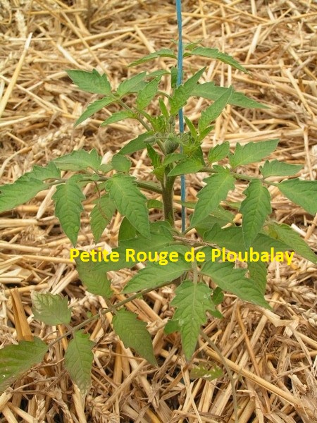 Petite Rouge de Ploubalay