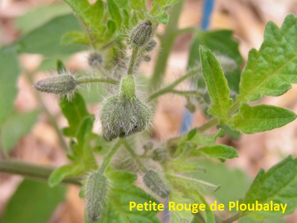 Petite Rouge de Ploubalay