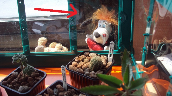 Surveillance de la mini serre !!!