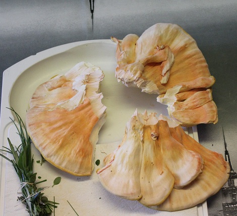 polypore A.JPG