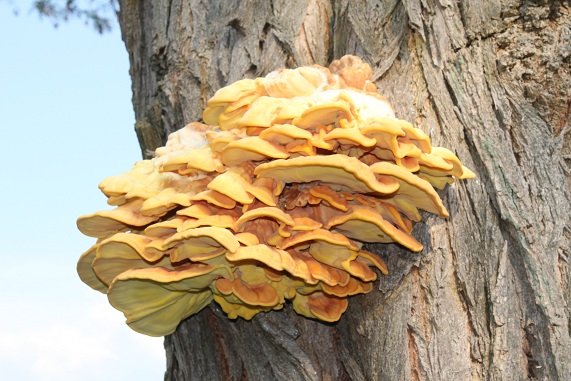 arbre 014.JPG