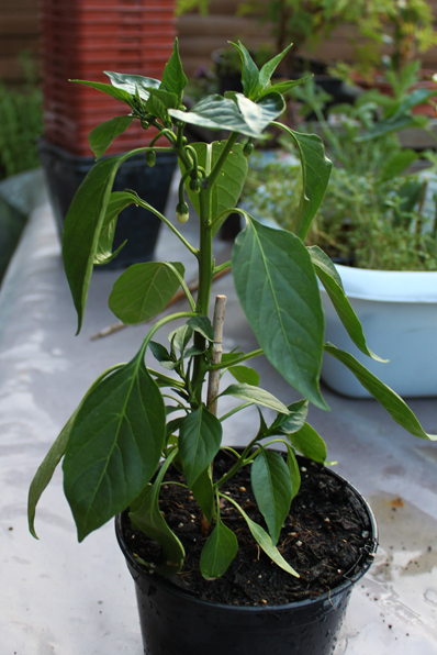 piment
