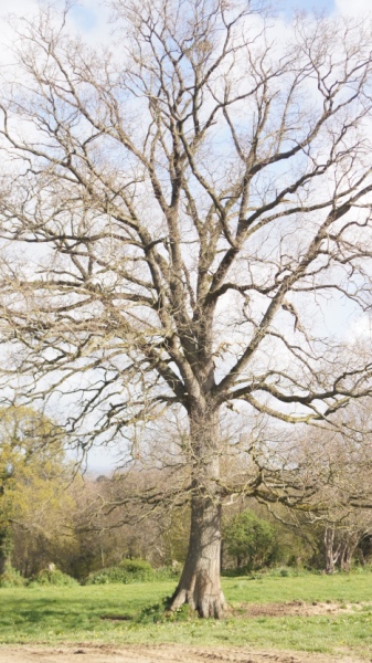 quizz arbre 08 rep.jpg