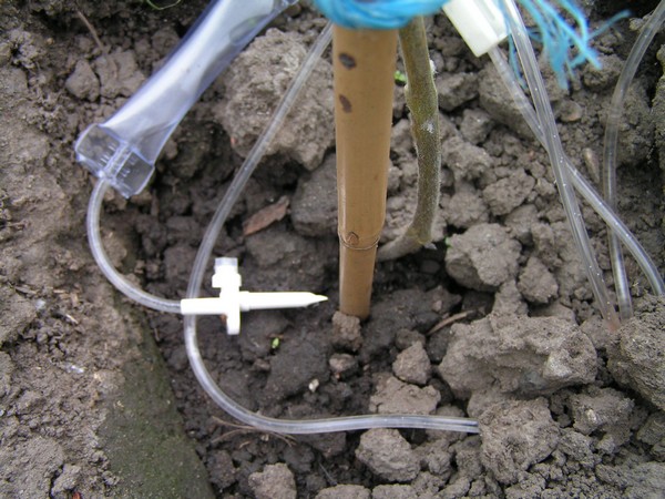 Arrosage goutte à goutte par perfusion