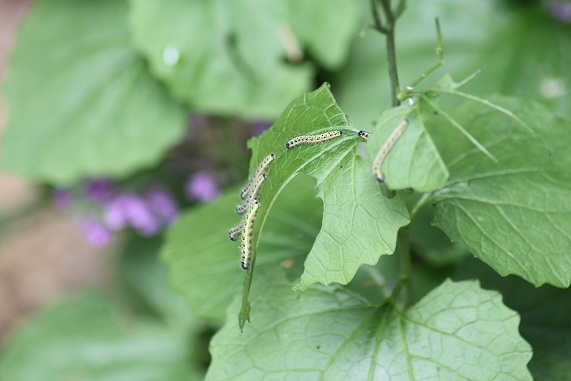 Pieris brassicae.JPG