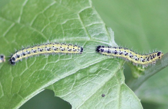 Chenille pieride du chou.JPG