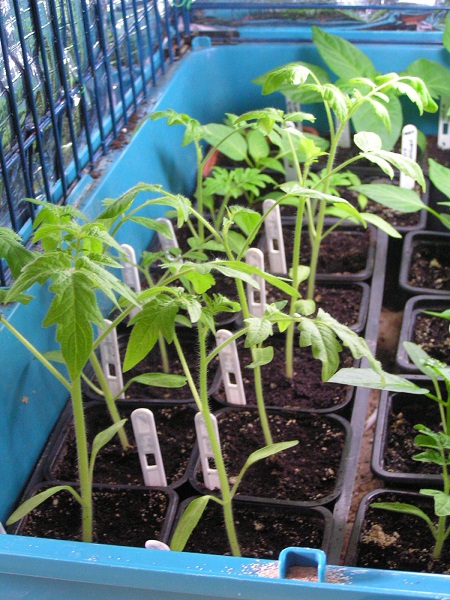 le plant parmi les autres, au 20 février