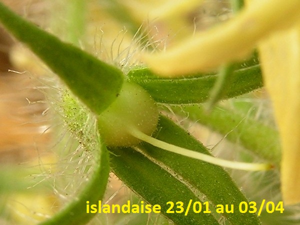 islandaise plantée dans la serre, au 03/04 : premier fruit formé