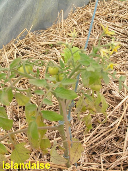 islandaise au 06 mai : le plant