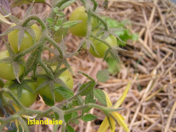 islandaise au 21 mai : les fruits