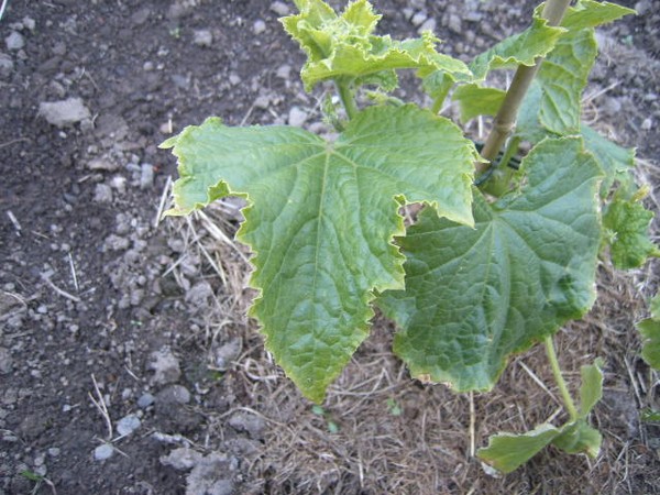SUC56299.JPG
