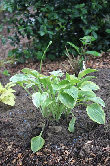 Hosta 1306.JPG