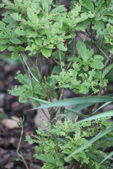 Azalée mangée 1406.JPG