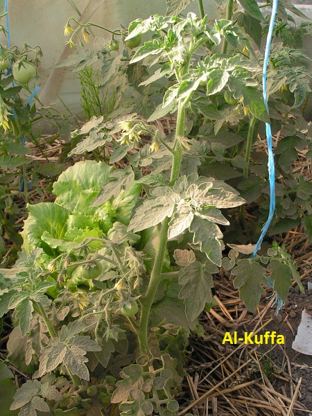 Al-Kuffa
