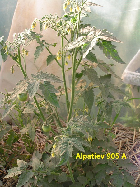 Alpatiev 905 A