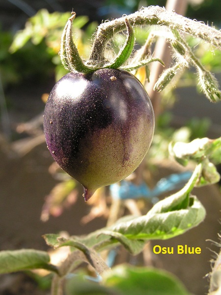 Osu Blue