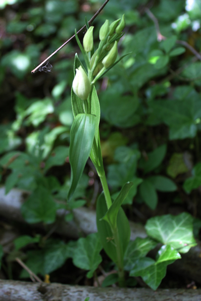 Cephalanthera damasonium