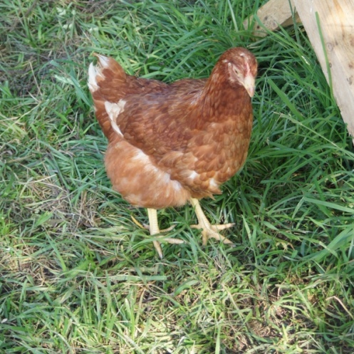 ma poulette rousse.jpg