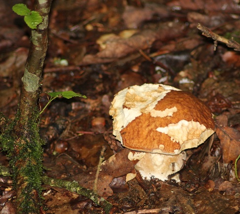 Boletus aestivalis 1806.JPG