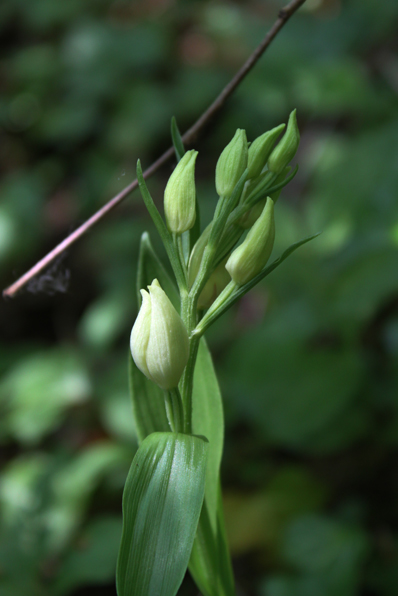 Cephalanthera damasonium
