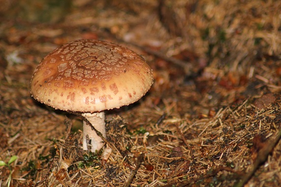 Amanite rougissante 1806.JPG