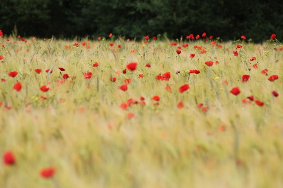 Coquelicots 1806.JPG