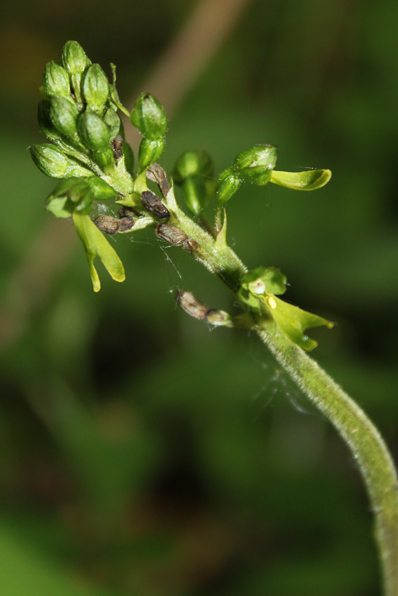 Listera ovata
