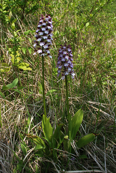 Orchis purpurea