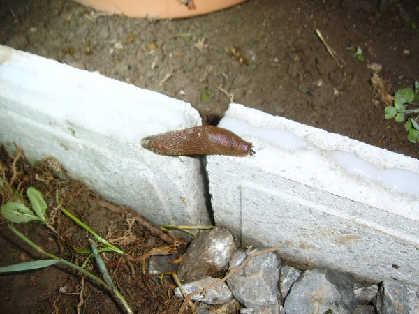 La limace face au gel ...