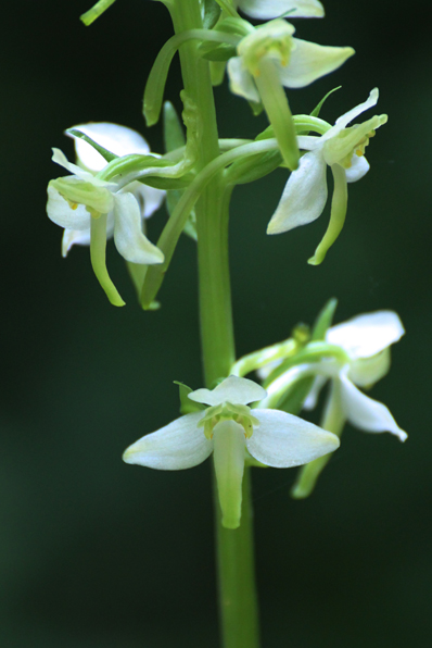 Platanthera chlorantha