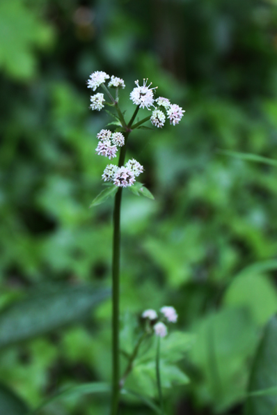 Sanicula europaea
