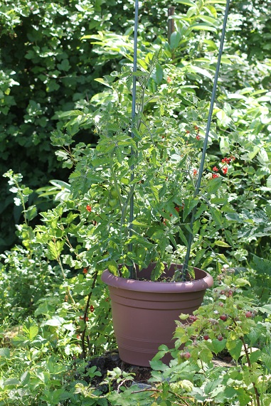 TDV jaune POT 2606.JPG