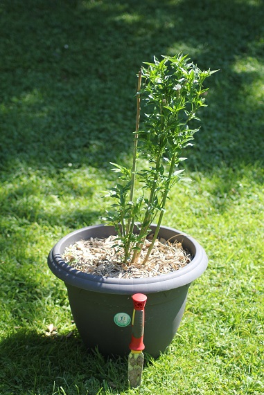 Piment oiseau 2606.JPG